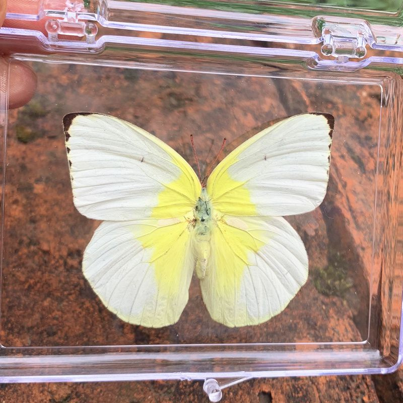 Настоящий образец бабочки в прозрачном боксе/-/ - купить с доставкой по ...