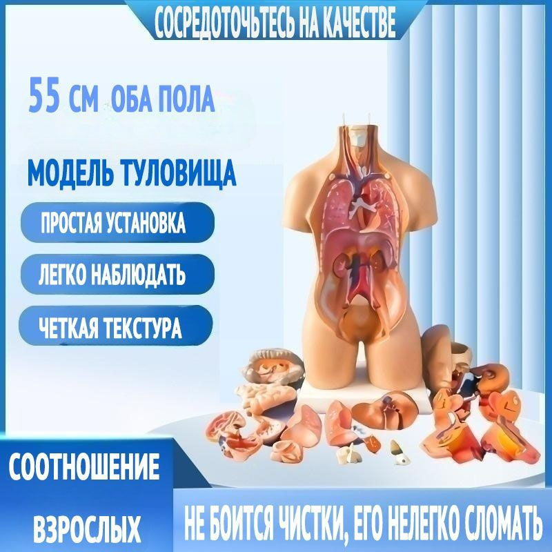 Анатомическая модель,Анатомическая модель для детей "Строение тела ...