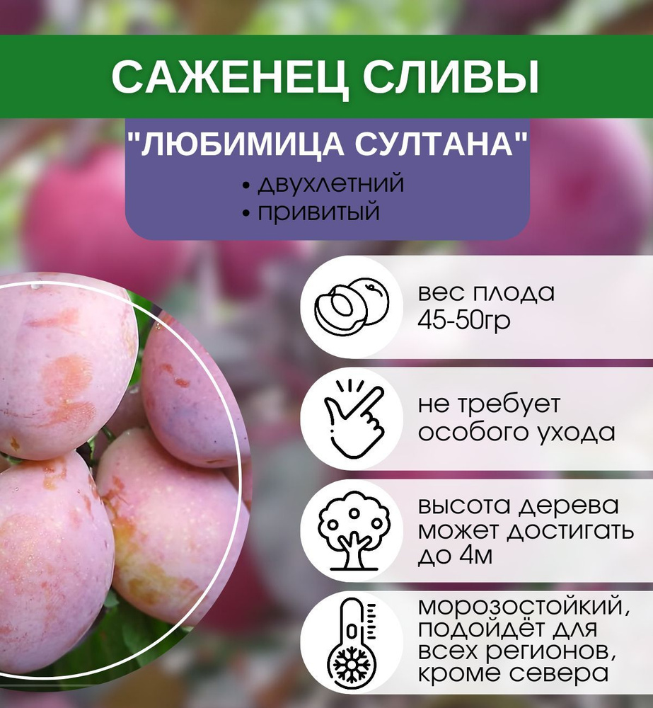 Саженцы Слива Любимица Султана - купить с доставкой по выгодным ценам в ...