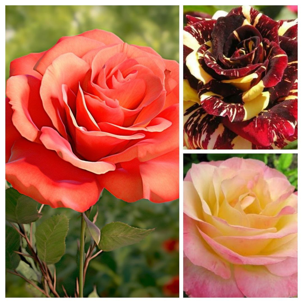 Комплект чайно-гибридных роз Вираж 3 шт - купить с доставкой по ...