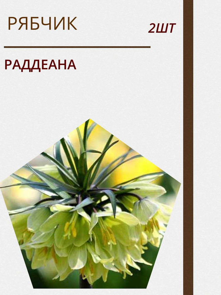 Луковицы купить по выгодной цене в интернет-магазине OZON (1266449759)