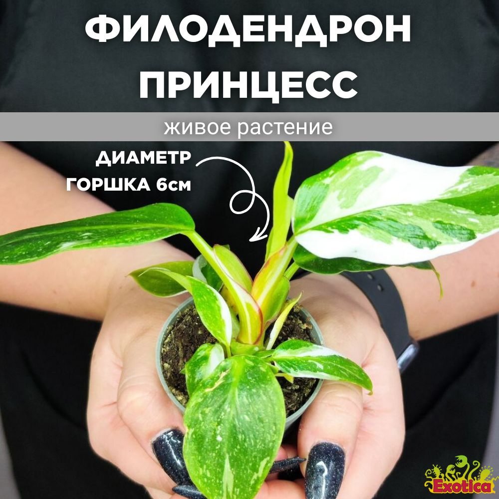 Филодендрон Exotica Philodendron White Princess, 6 дм, 1 шт - купить по  выгодной цене в интернет-магазине OZON (974074820)