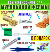 Инструкция по заселению муравьёв в формикарий