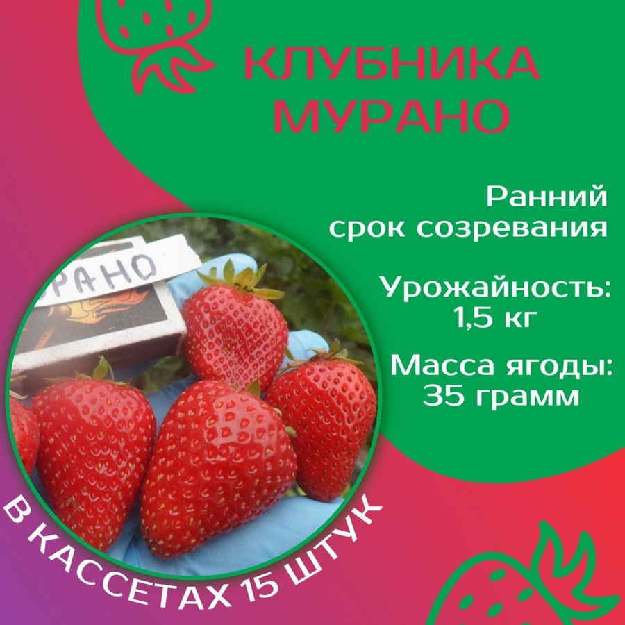 Мурано отзывы садоводов. Ремонтантная клубника Мурано. Мурано клубника описание. Клубника сорт Мурано. Клубника ремонтантная Мурано описание.