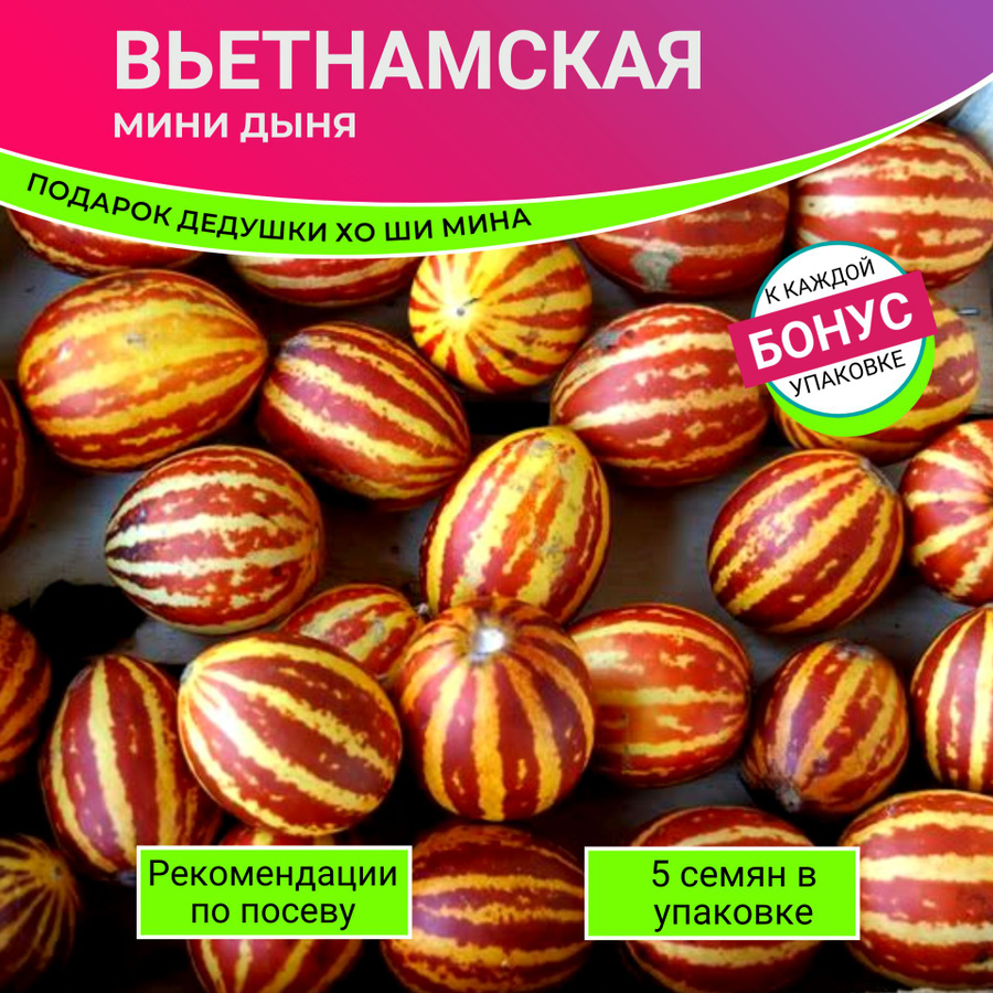 Дыня вьетнамская ананасная. Дыня янь джунь. Дыня подарок дедушки хошимина. Семена во вьетнаме. Вьетнамская дыня семена.