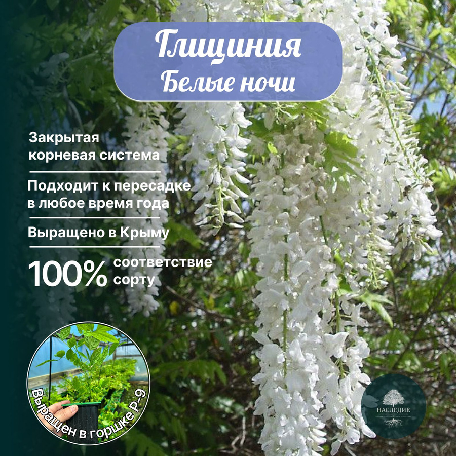 Глициния Купить Саженец
