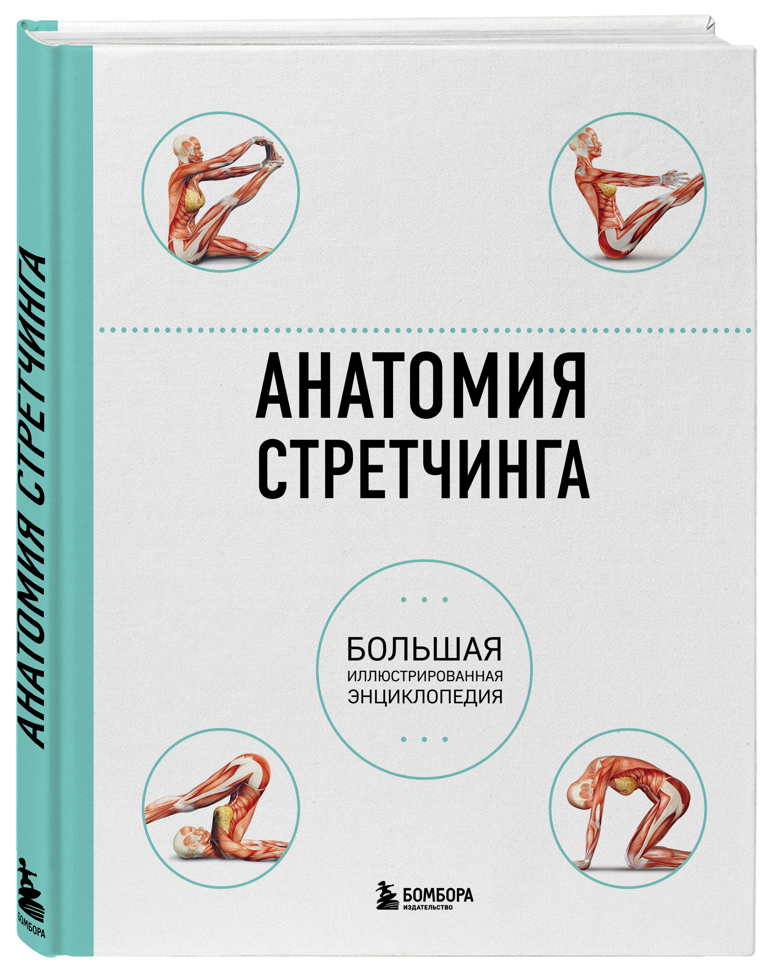 Анатомия стретчинга. Большая иллюстрированная энциклопедия | The Anatomy of Stretching: Your Illustrated Guide to Flexibility and Injury Rehabilitation - Ozon image 3