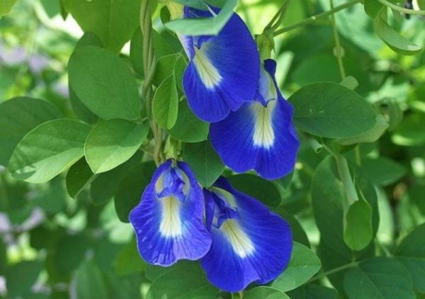 Katarniaghat Wildlife Sanctuary - in Uttar Pradesh, India Fiori semplici, Fiori,