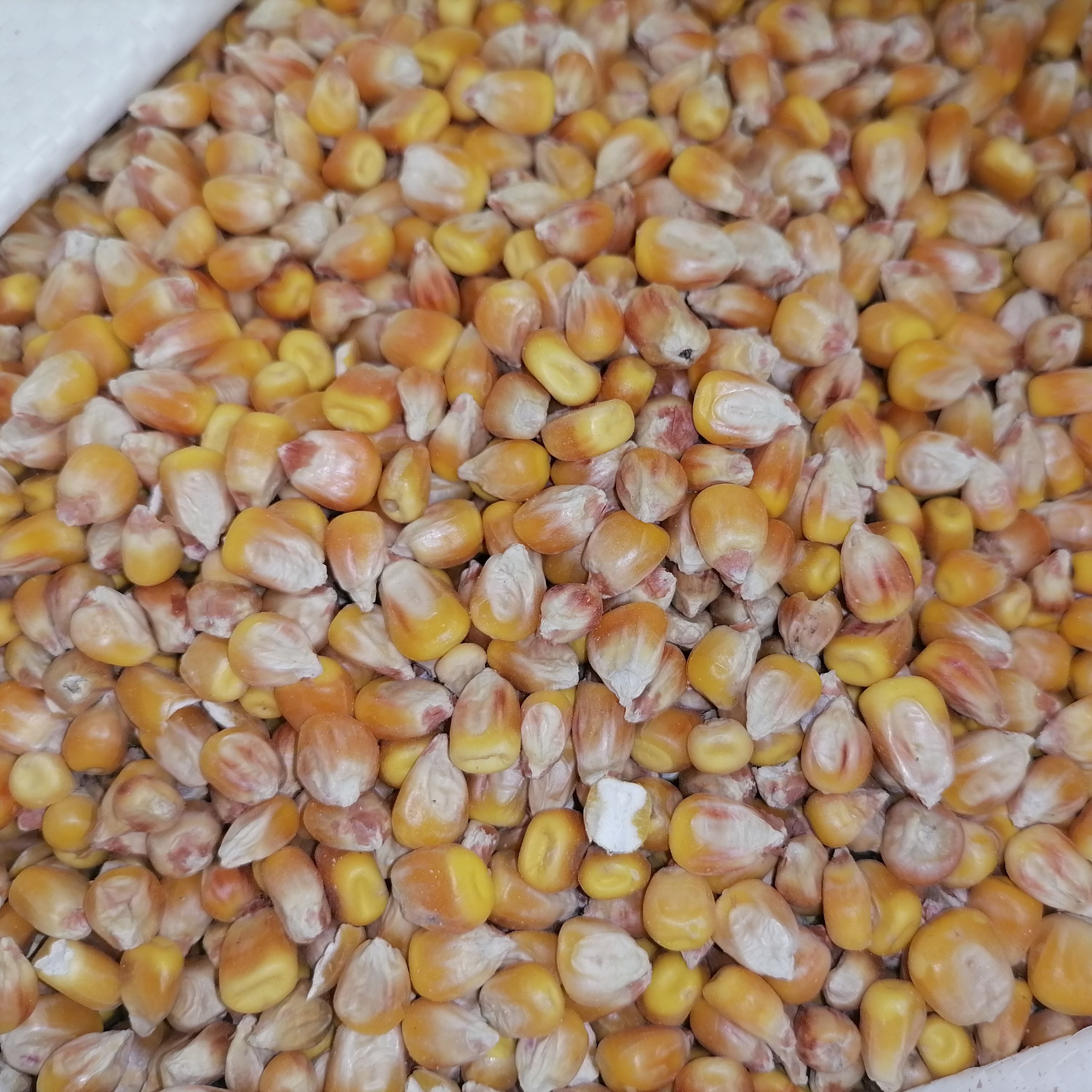 Grain Futures Retreat as Speculative Interest Hits Fundamental Walls