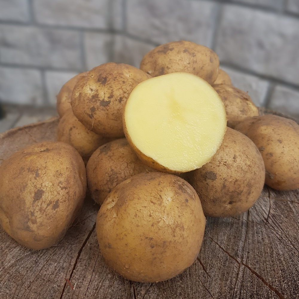 Картофель семенной Каратоп