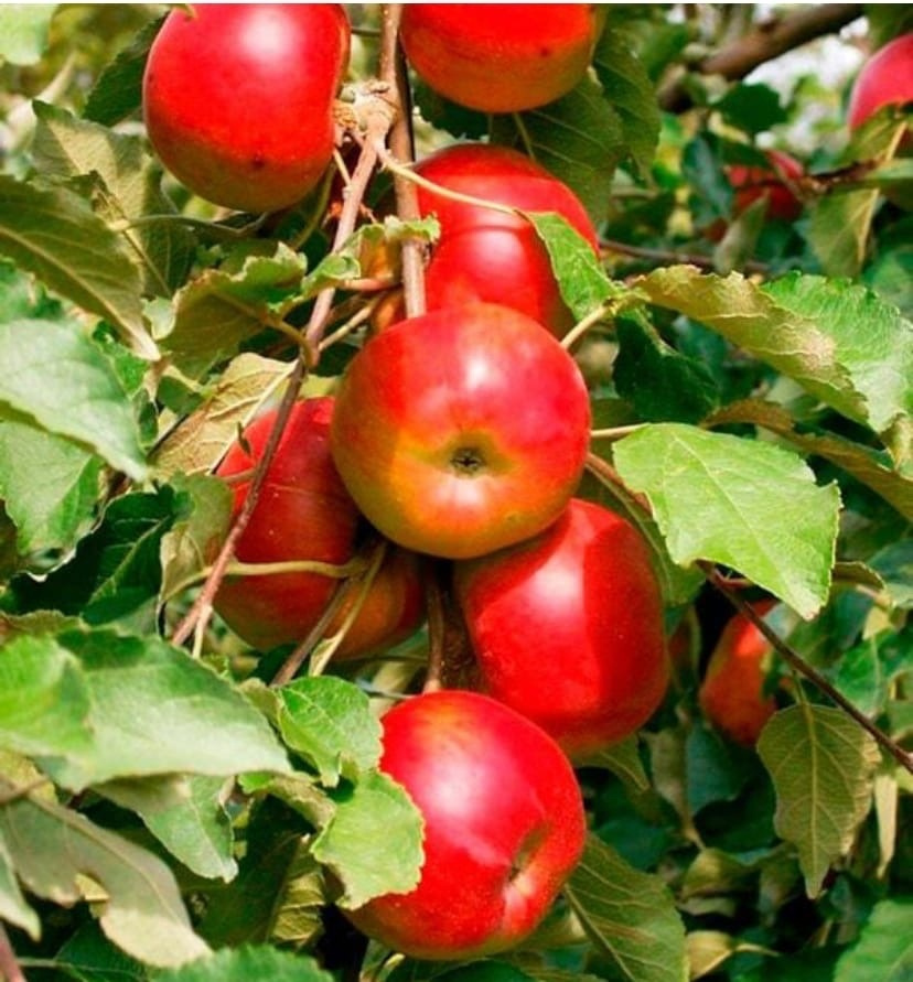 Яблоня Колоновидная Арбат - купить с доставкой по выгодным ценам в ...