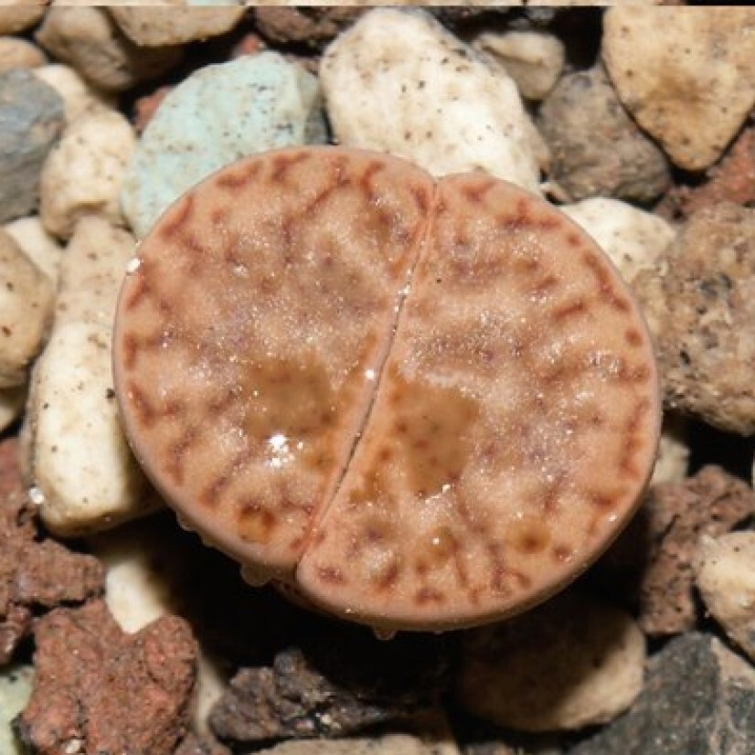 Суккулент Литопс Lithops Bromfieldii C 279 семена (10 ШТ) #1