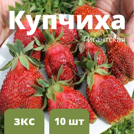 Земклубника "Купчиха" 10 штук саженцев #1