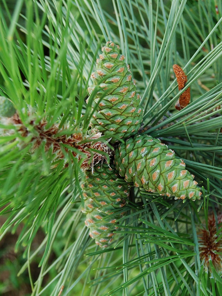 Семена Сосна Крымская (Pinus nigra pallasiana), 50 штук #1
