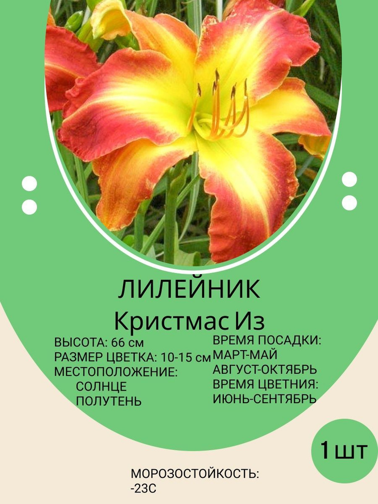 Самые эффектные сорта лилейников(фото) | Антонов сад - дача и огород | Дзен