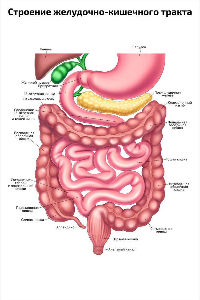 Плакат Обучающий А2 Ламинир. Строение Желудочно-Кишечного Тракта И.