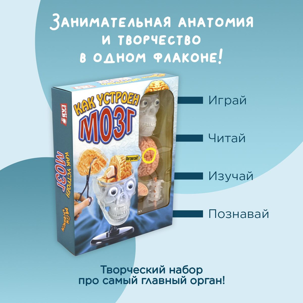 Игровой набор череп анатомический с органами "Строение мозга": игрушки ...
