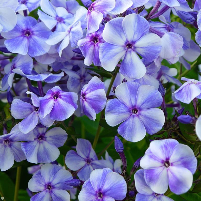 Флокс метельчатый Гжель - купить с доставкой по выгодным ценам в ...