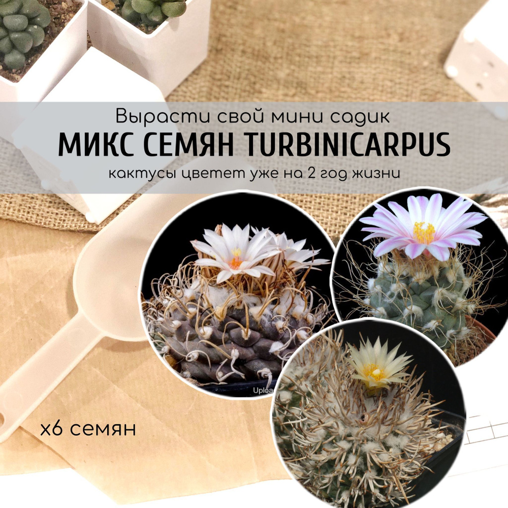 Микс семян кактусов Turbinicarpus (Турбиникарпус) от Бюро семян суккулентов  #1