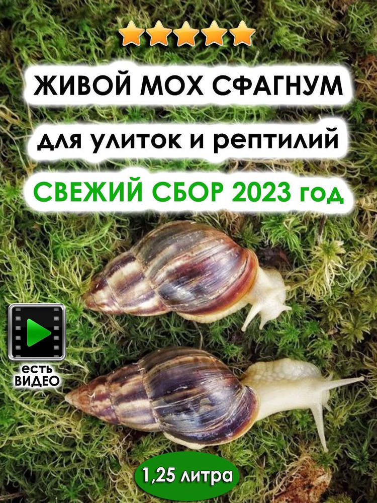 Живой мох сфагнум для ТЕРРАриума: 1,25 литра, 2024г. #1