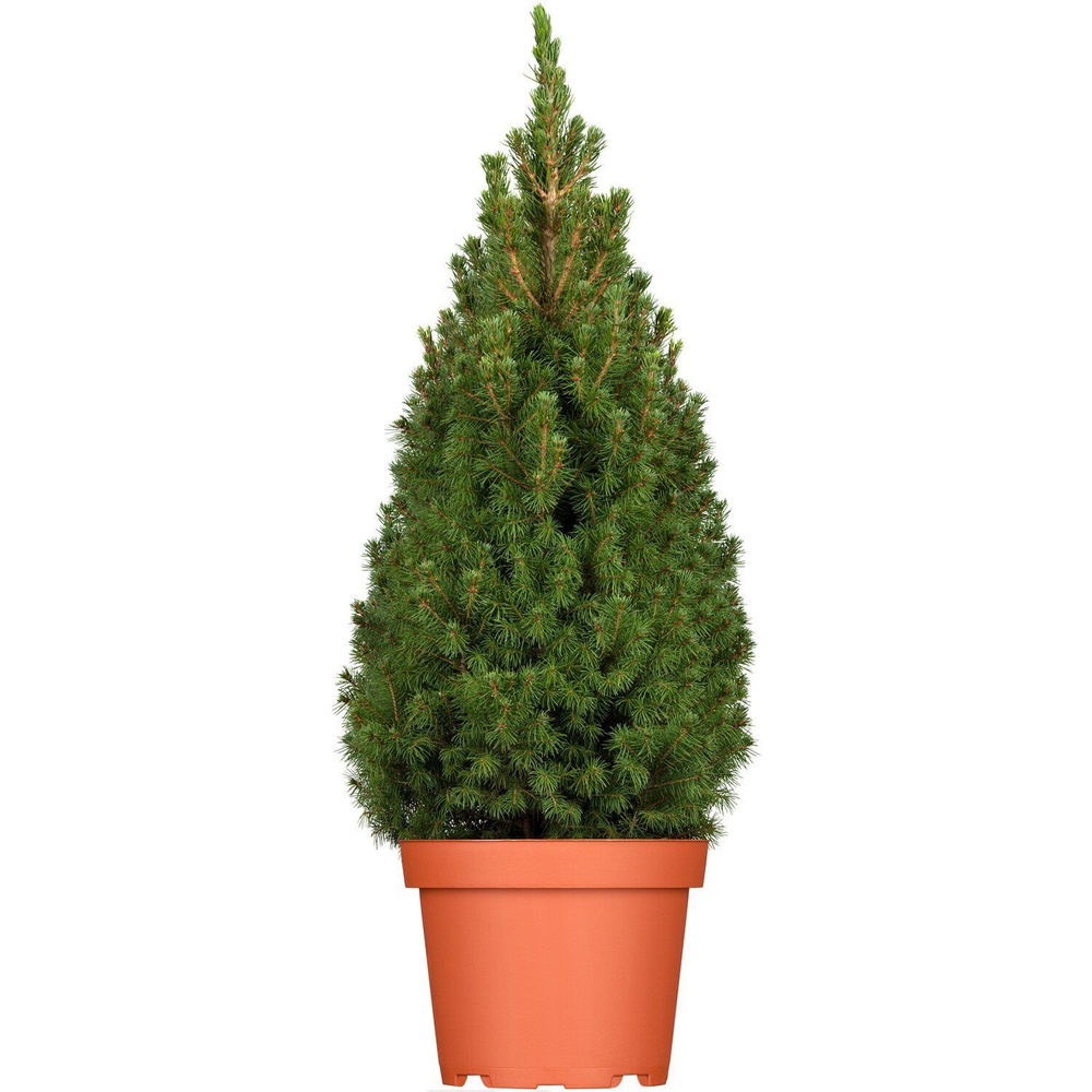 Ель канадская (сизая) Коника -30-40см, горшок 3 литра(С3) - купить с ...