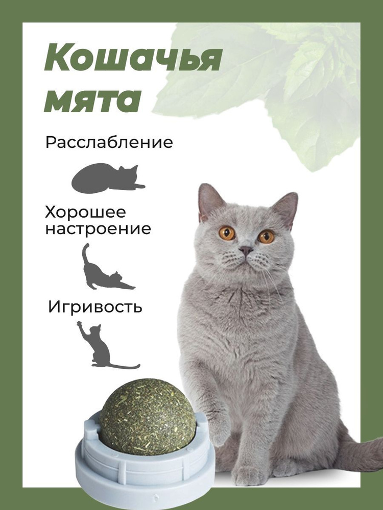 Кошачья мята, для кошек, мятный шарик игрушка для котов и котят для чистки  зубов - купить с доставкой по выгодным ценам в интернет-магазине OZON  (1049550422)