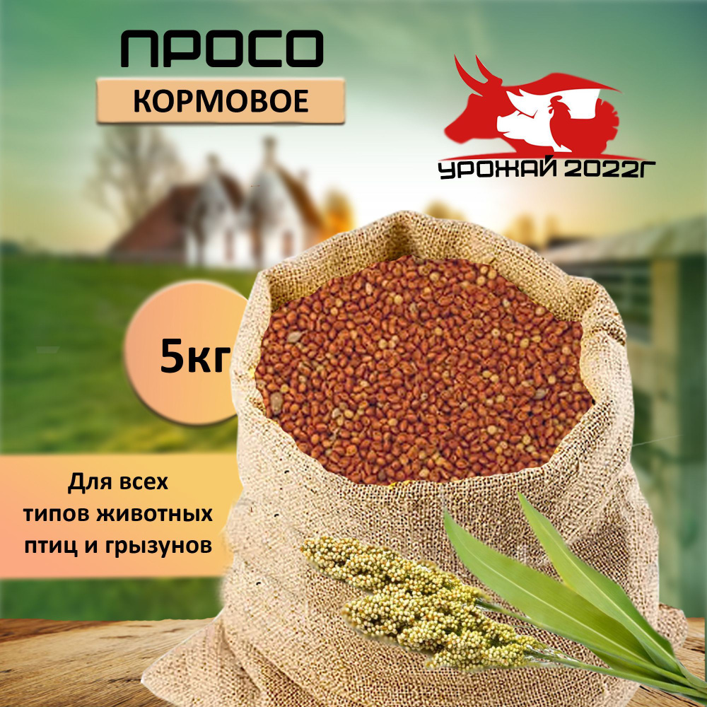 Корм для птиц зерно просо 5 кг - купить с доставкой по выгодным ценам в  интернет-магазине OZON (1057926208)