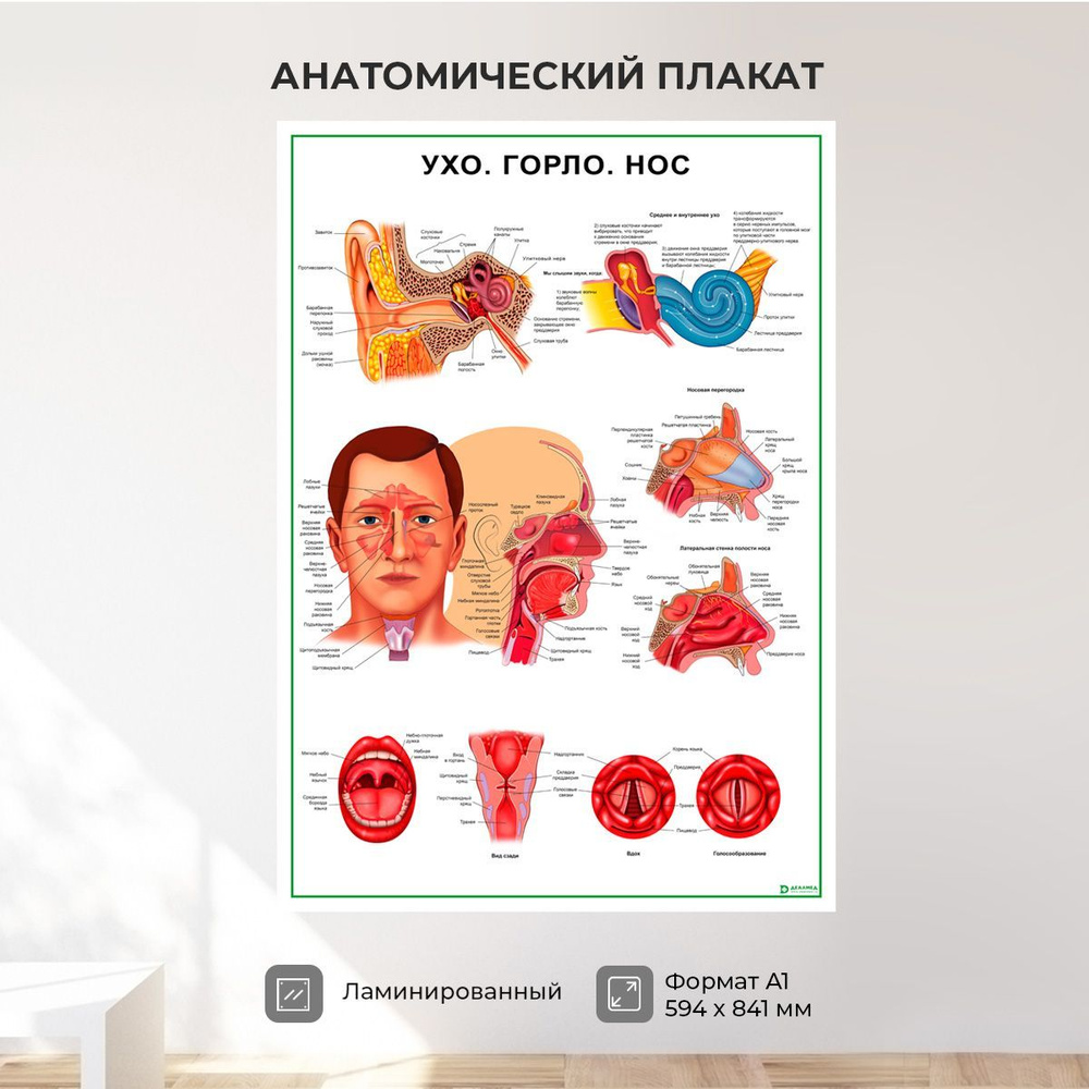 Обучающий медицинский плакат анатомия Ухо, горло, нос А1 - купить с  доставкой по выгодным ценам в интернет-магазине OZON (1150201233)