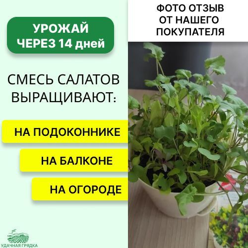 Микрозелень Бэби салат Молодо-зелено, смесь,семена для балкона ,подоконника и открытого грунта,Аэлита #1