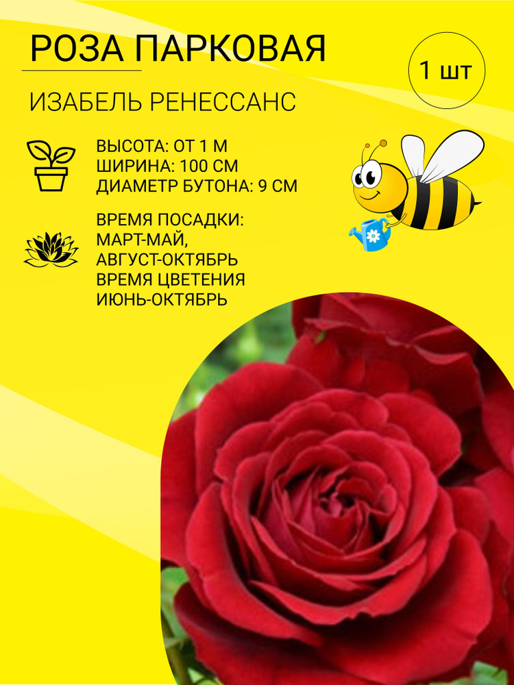 Роза Роза Парковая 1 шт - купить по выгодным ценам в интернет-магазине ...