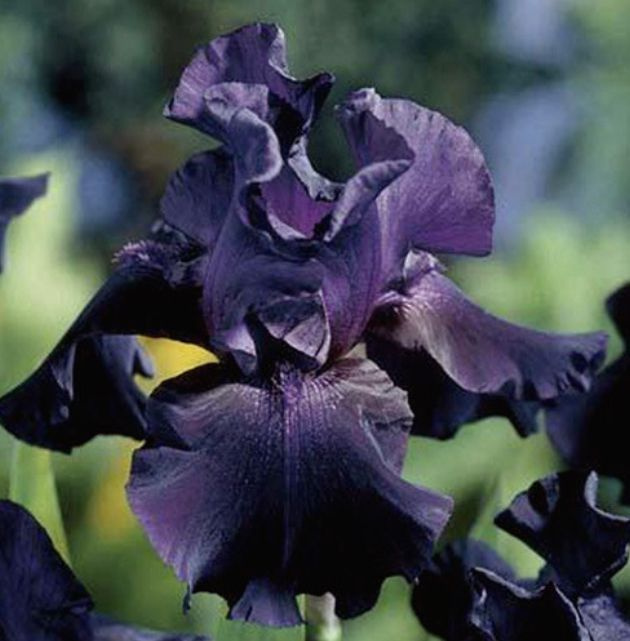 Ирис голландский Вайт - купить по выгодным ценам в интернет-магазине ...