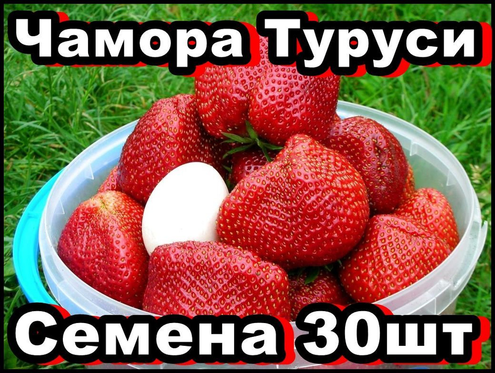 Семена клубники Чамора Туруси 30 шт #1