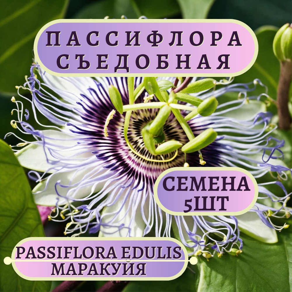 Пассифлоры Плантаго Exotica_5_Passiflora edulis - купить по выгодным ценам  в интернет-магазине OZON (1277413730)