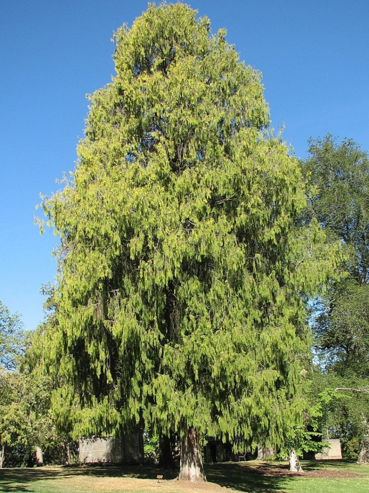 Семена Кипарис плакучий (Cupressus funebris), 30 штук #1