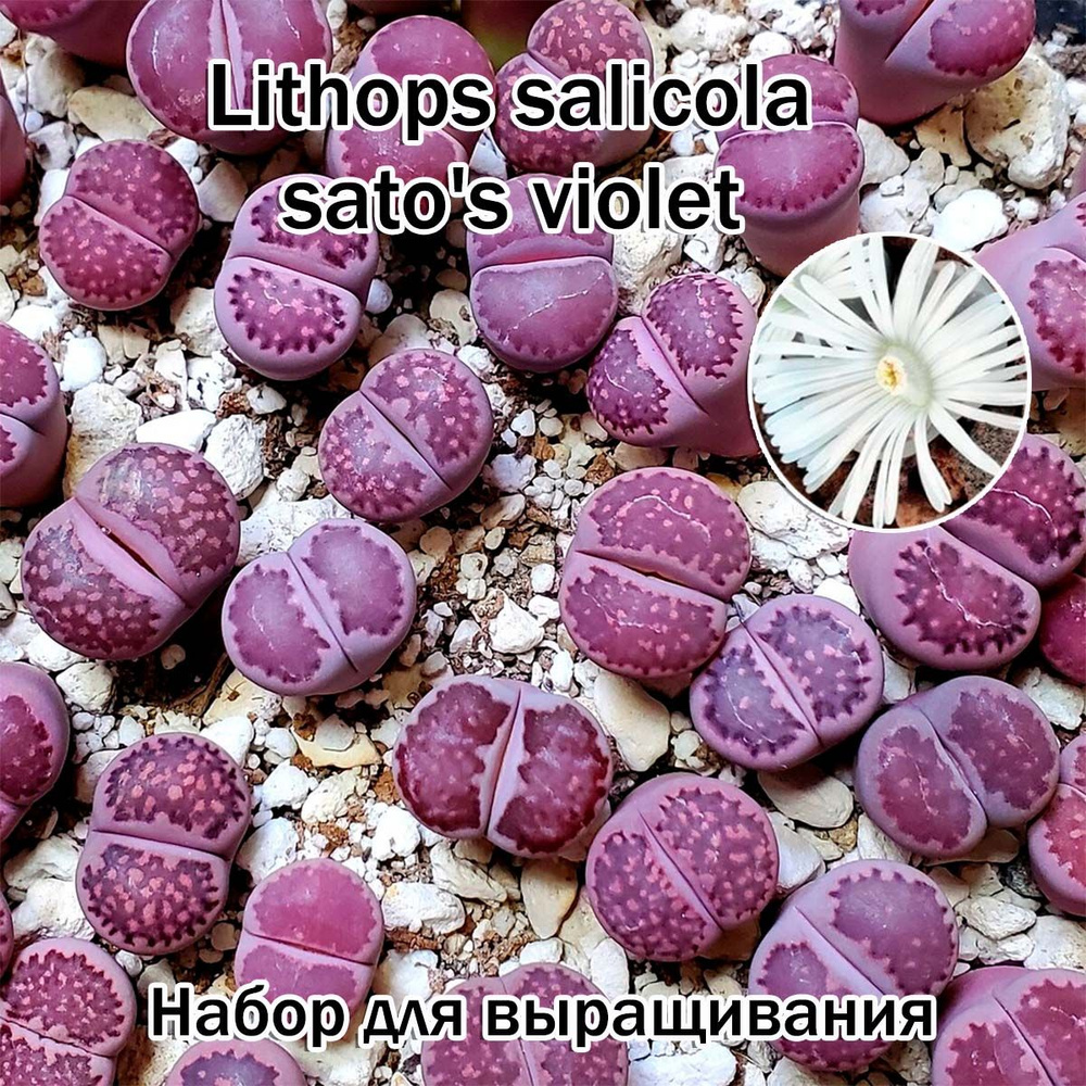 Lithops salicola sato's violet (живые камни, суккуленты) набор для выращивания (семена, грунт, горшочек, #1