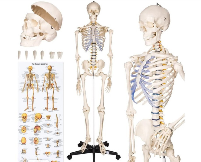 Плакаты с мышечной системой, шелковая ткань, анатомическая схема человеческого т