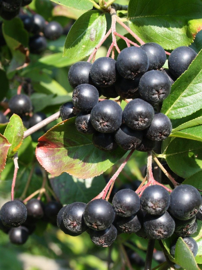 Бузина черноплодная. Арония черноплодная куст. Ягоды похожие на черноплодную рябину. Черноплодная вишня. Ягоды похожие на черноплодную рябину.