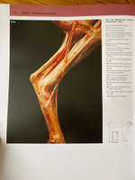 Топографическая анатомия собаки и кошки. С основами клинической анатомии #4, Арина Н.