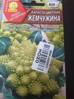 Капуста цветная Жемчужина деликатесная #153, Ольга П.