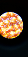 Микроскоп карманный Carson MicroBrite Plus, 60-120x #6, Юлия К.