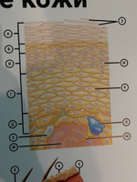 Информационный медицинский плакат "Строение кожи" / А-2 (42x60 см.) #16, Лилия Б.