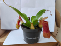 Непентес Луркей (Nepenthes Lourkei) D9см #53, Оксана К.