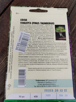 Сосна ТУНБЕРГА, 1 пакет, семена 10 шт, для бонсай, хвойное дерево, ЧК #31, Михаил В.