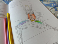Анатомия йоги: атлас-раскраска. Визуальный гид по телу от структуры к осознанной практике | Солоуэй Келли #3, Олеся Ф.