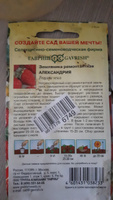 Семена Земляники Александрия 0,03 г #17, Ильвира У.