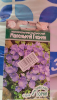 Колокольчик МАЛЕНЬКИЙ ГНОМИК карпатский, 1 пакет, семена 0,1 гр, Евросемена #29, Елена С.