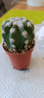 Кактус Эхинопсис Денудатум, одиночный (Echinopsis Denudatum) D5см #96, Ирина