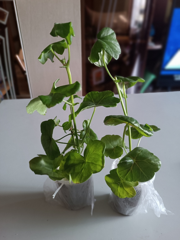 Саженец пеларгонии Pac Bermuda Cherry (королевская) . Саженец в стакане ...