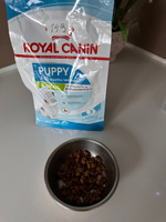 Сухой корм для щенков Royal Canin X-Small для миниатюрных пород, 500 г #43, Наталья П.