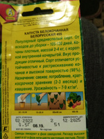 Капуста белокочанная Белорусская лучший сорт для квашения #16, Светлана К.